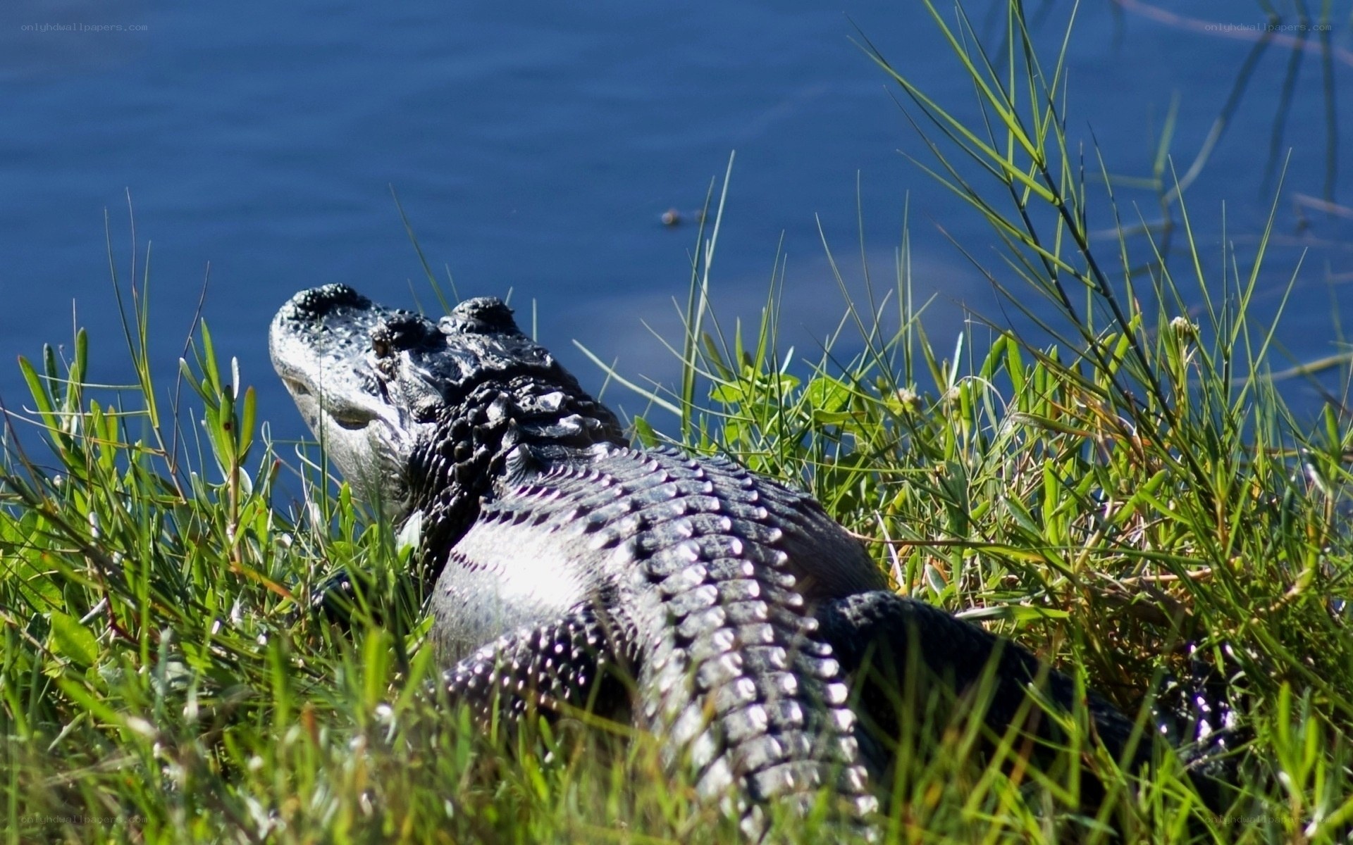 Alligator in grass near water