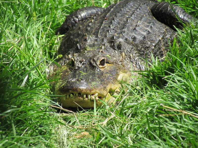 Alligator in Grass