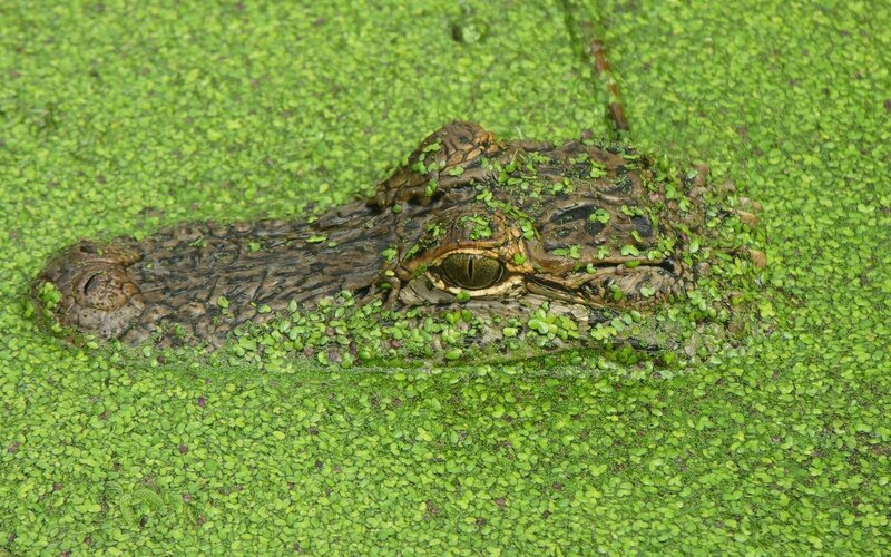 Alligator in green water