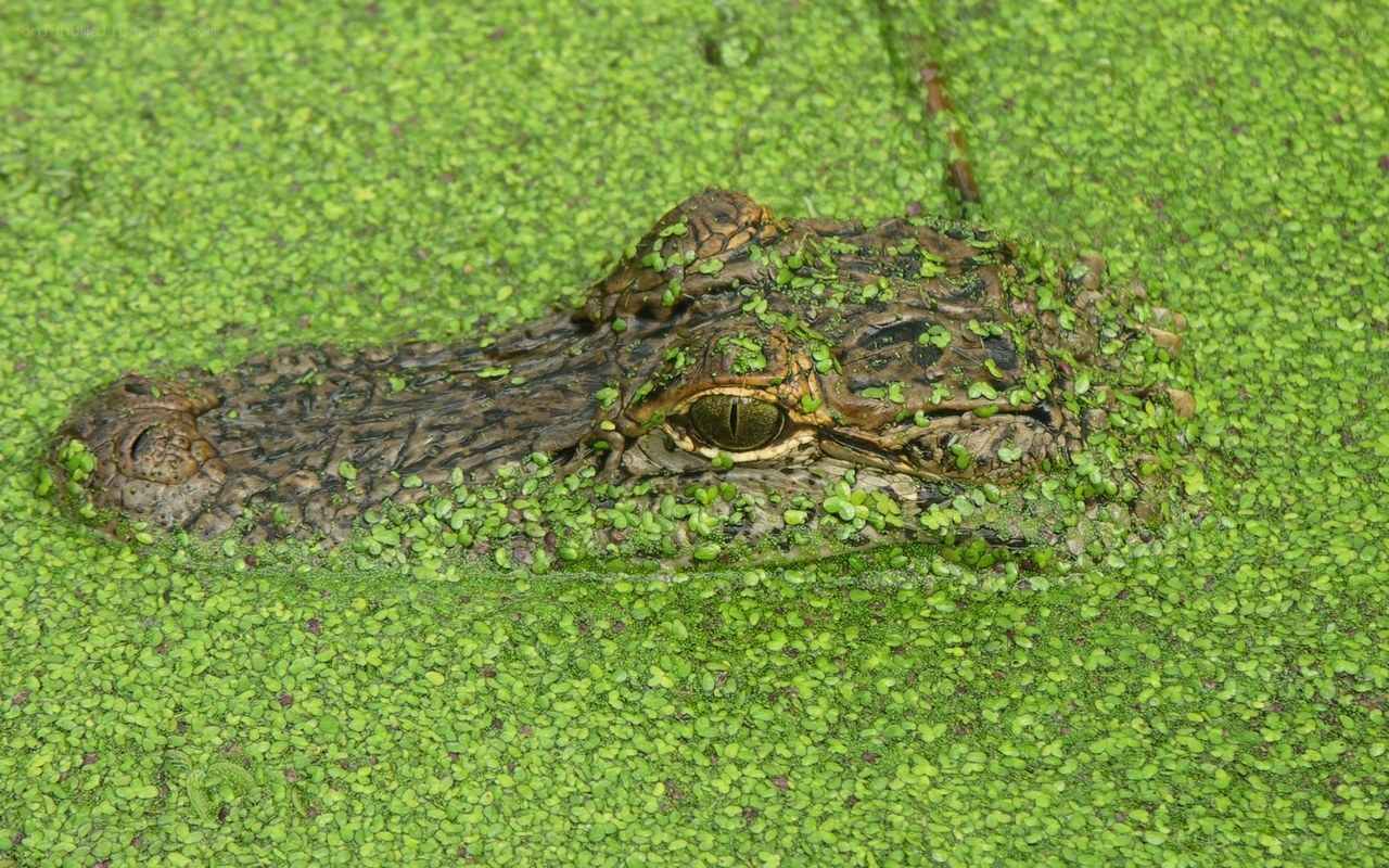 Alligator in green water
