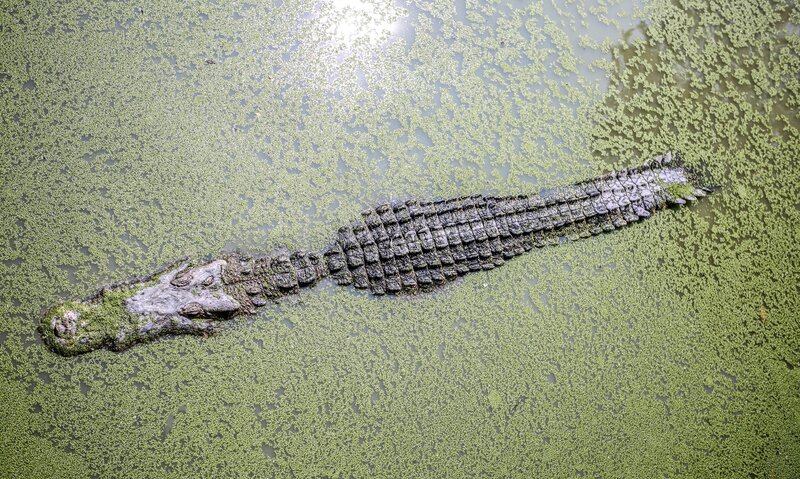 Alligator in Green Water — Calm
