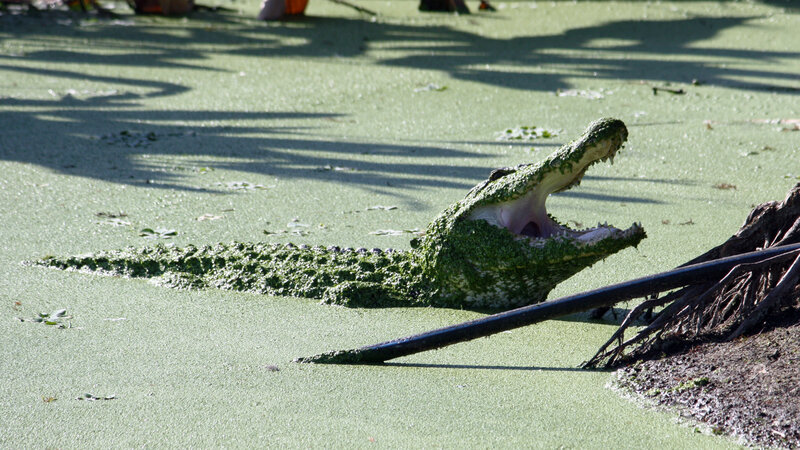Alligator in Green Water — Natural