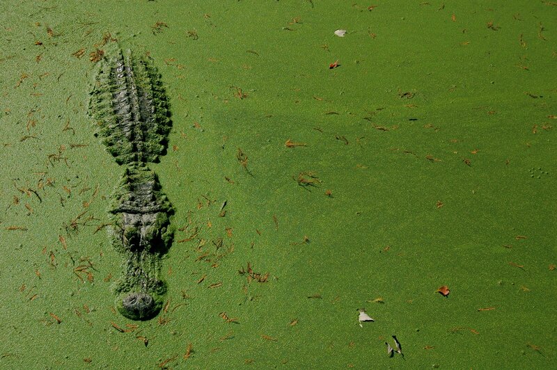 Alligator in green water