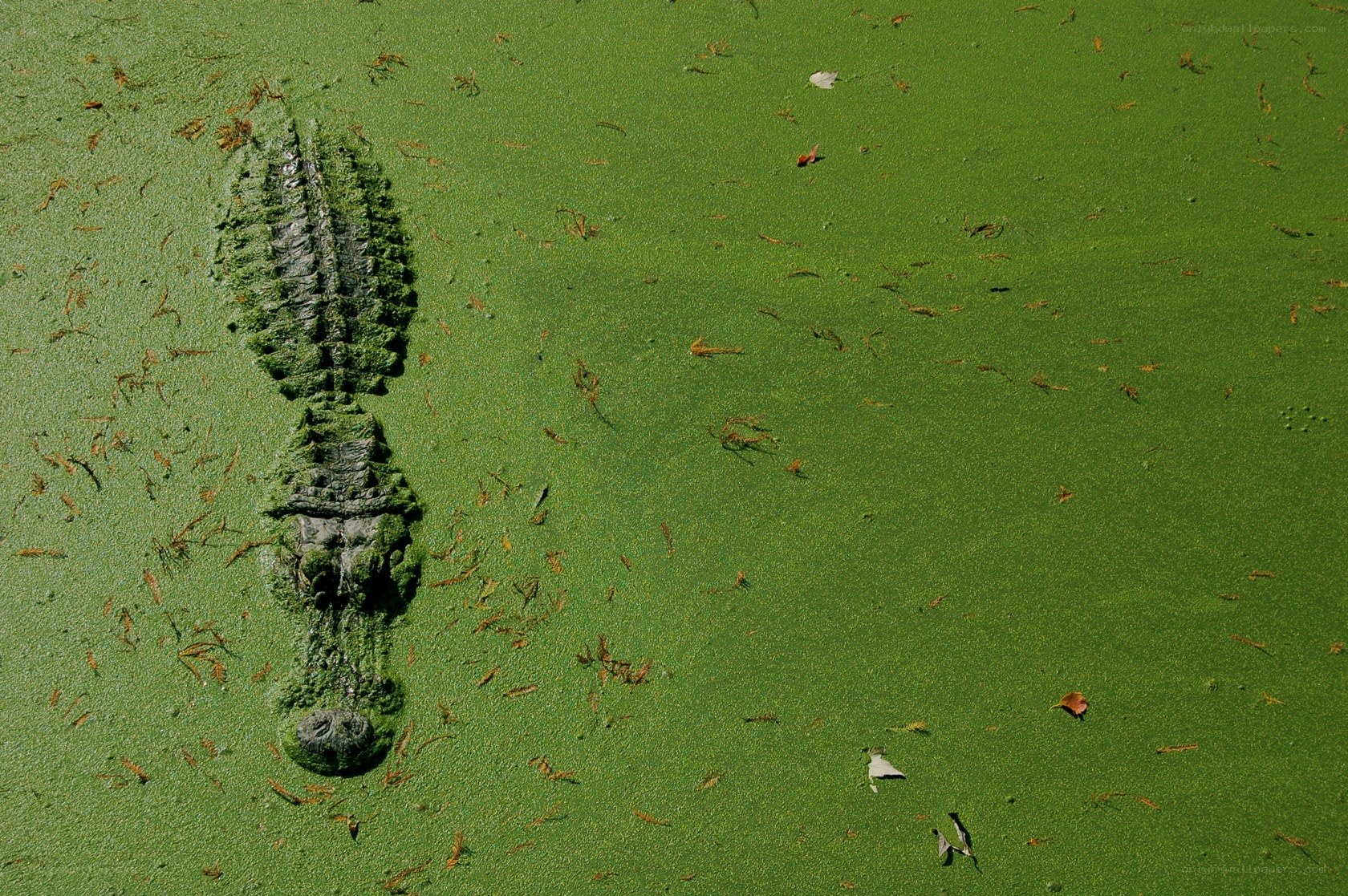 Alligator in green water