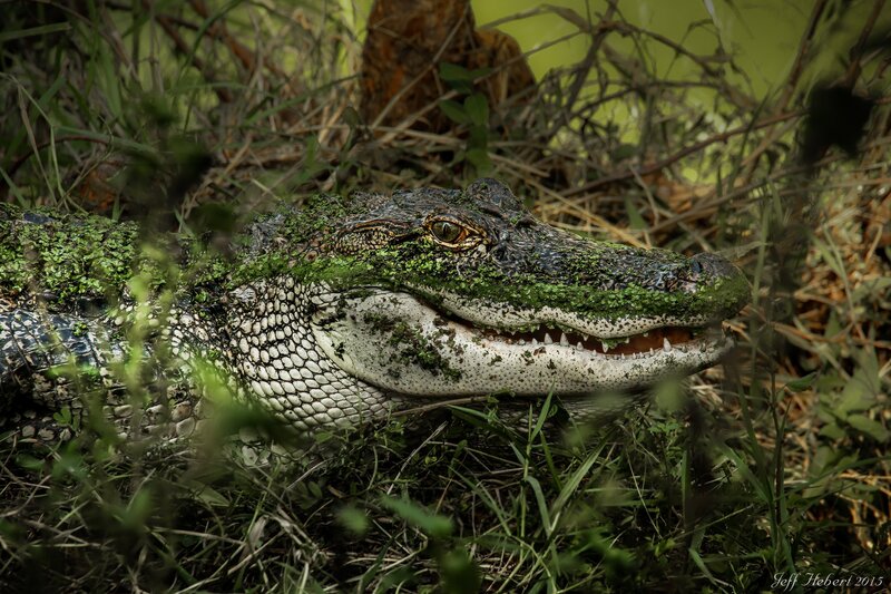 Alligator in Marsh — Green, Natural, Afternoon