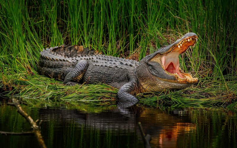 Alligator in Marsh — Green, Natural