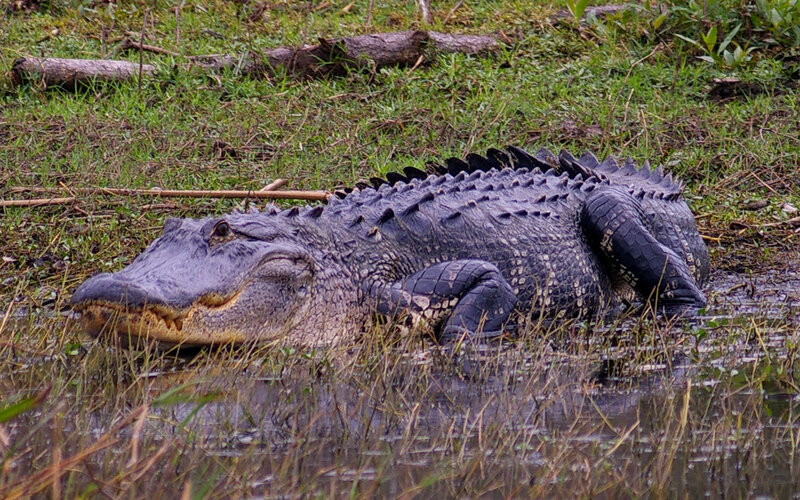 Alligator in Marsh — Green