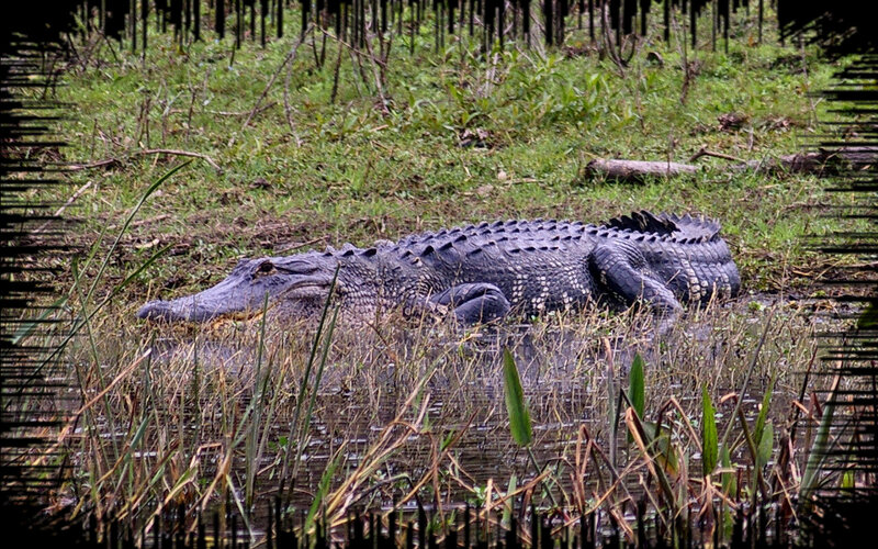Alligator in Marsh