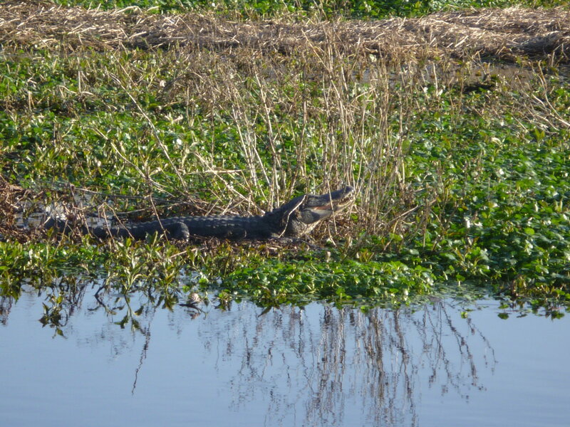 Alligator in marsh vegetation