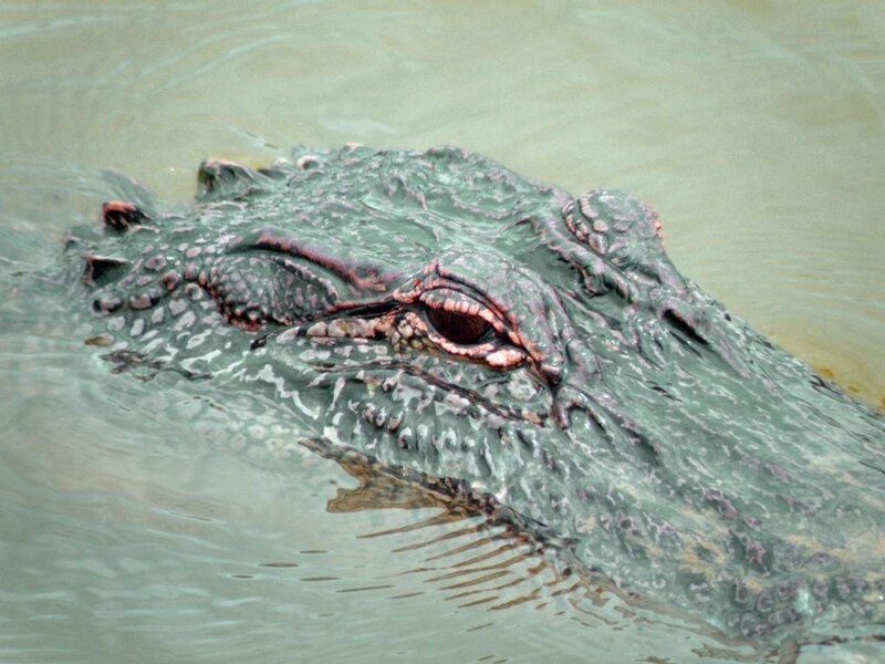 alligator in murky water