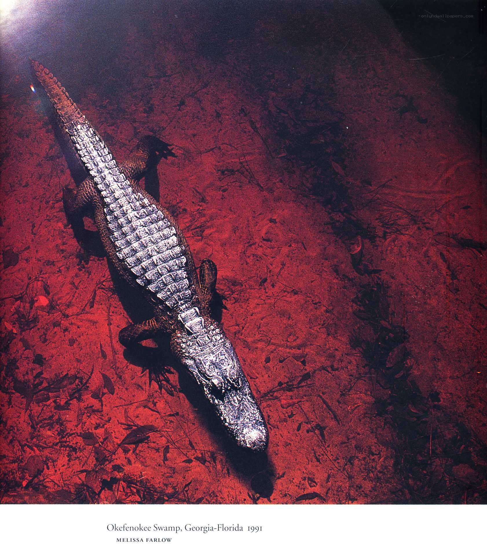 Alligator in Okefenokee Swamp