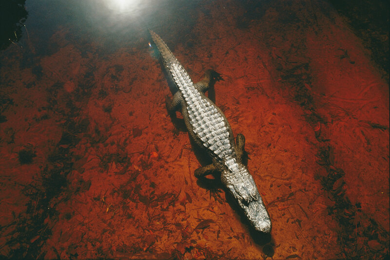 Alligator in red water
