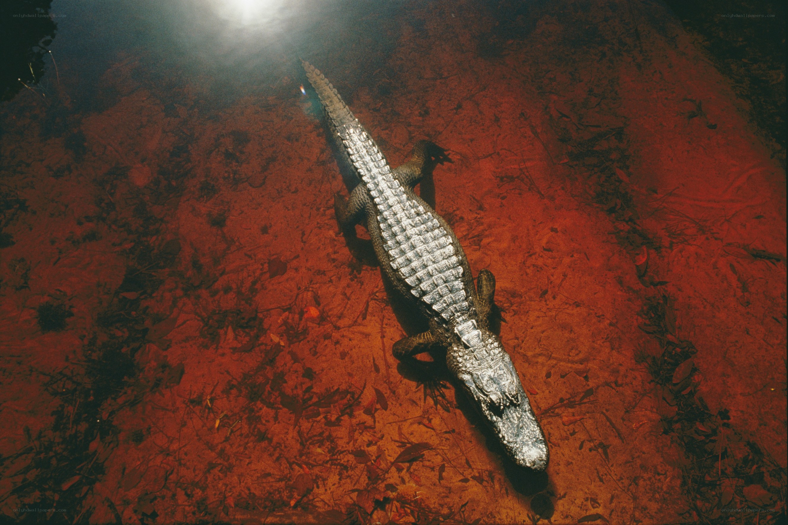 Alligator in red water