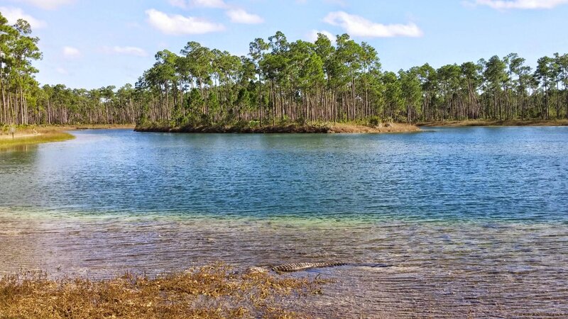 Alligator in Shallow Water — Blue