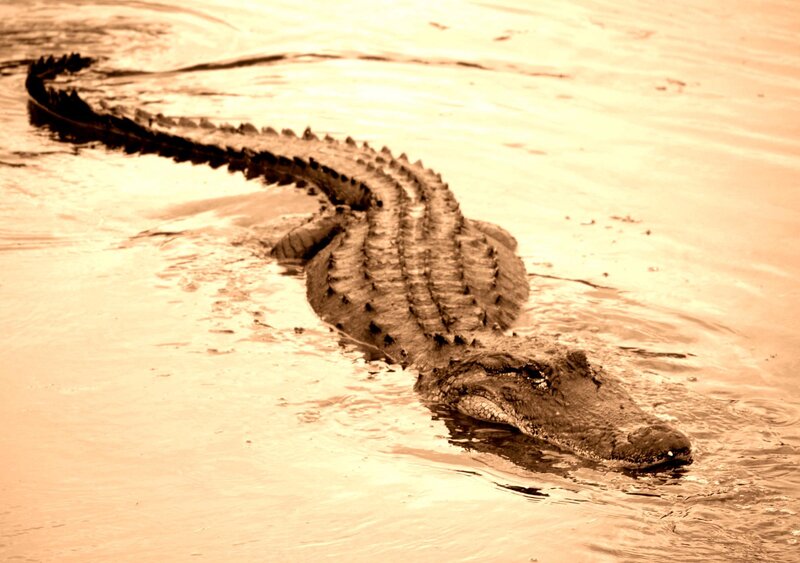 Alligator in shallow water
