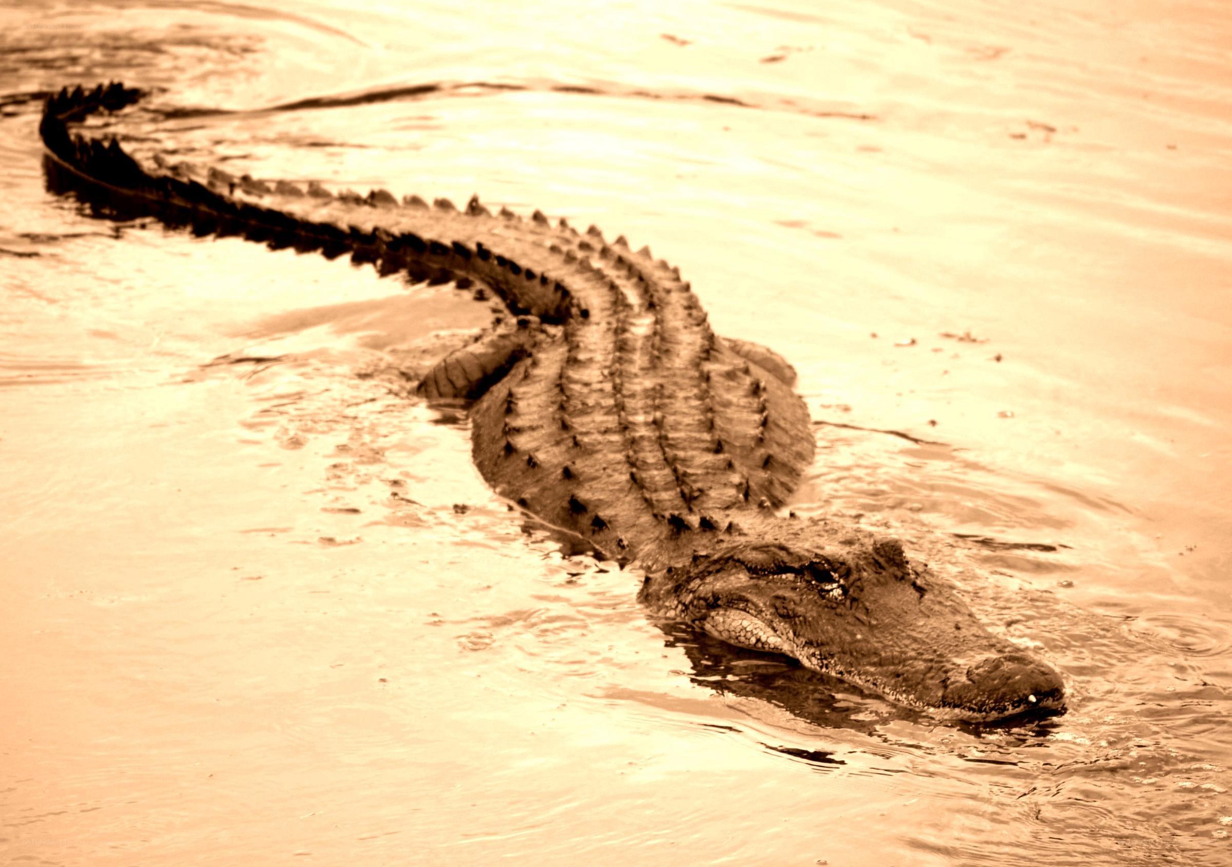 Alligator in shallow water