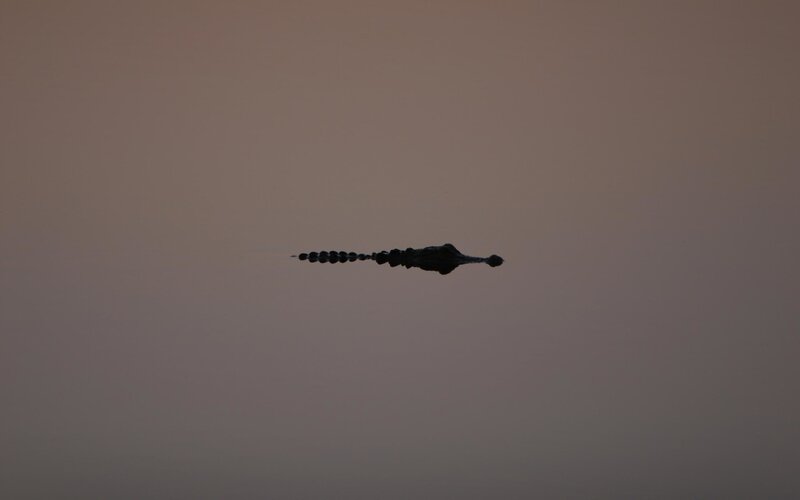 Alligator in silhouette