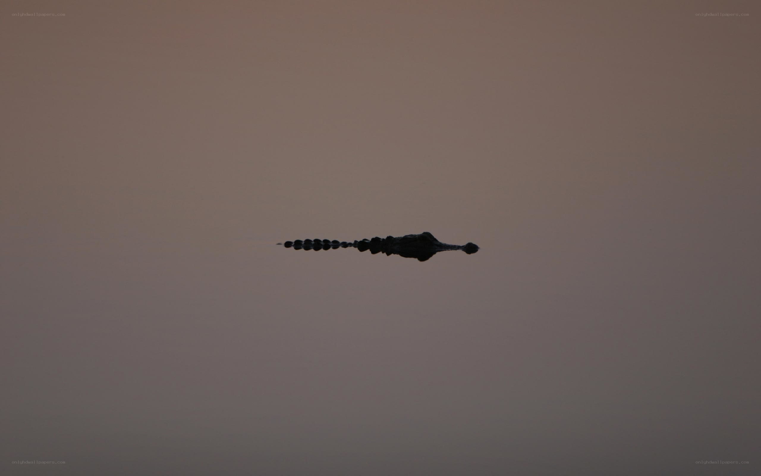 Alligator in silhouette