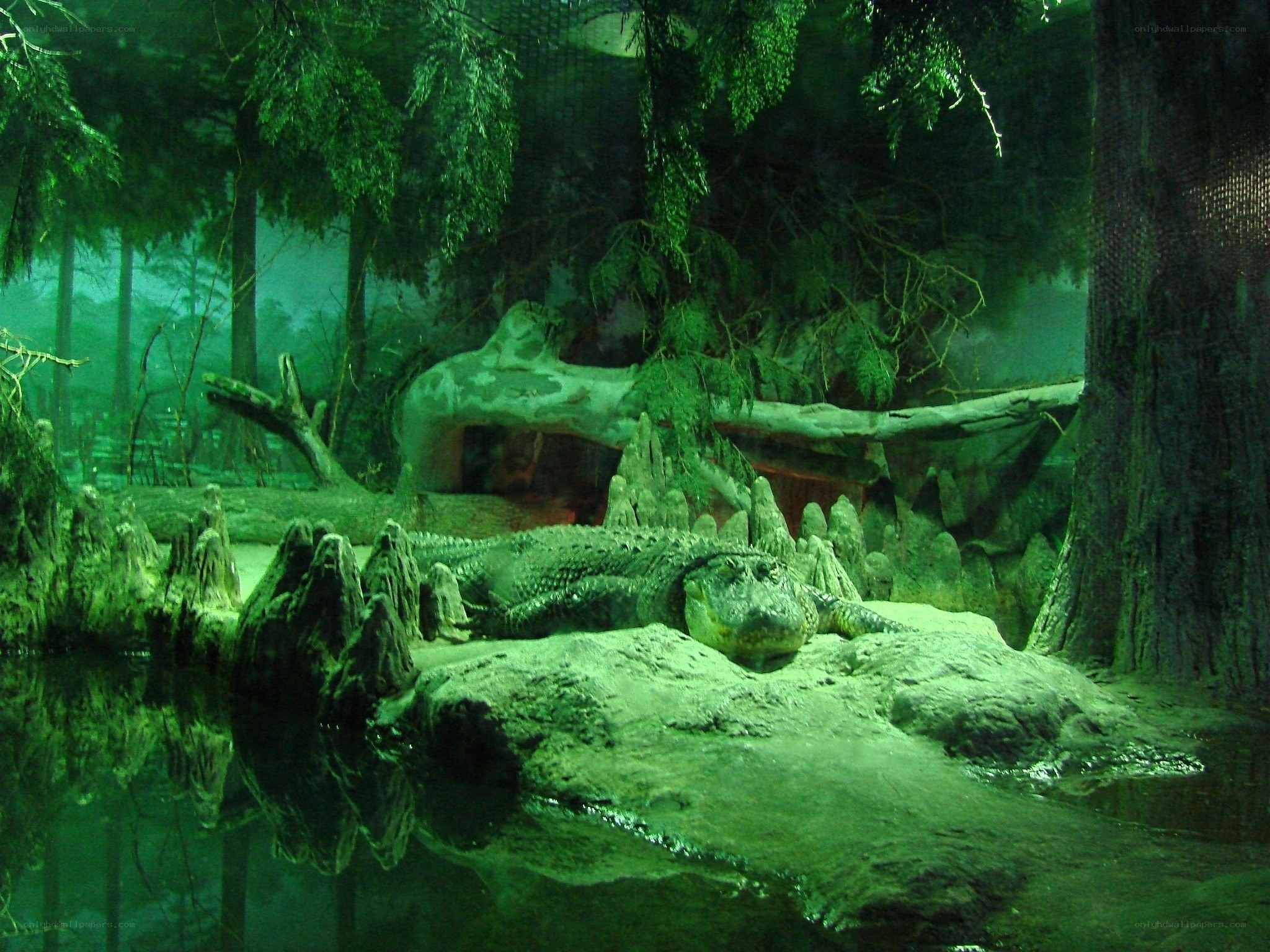 Alligator in swamp exhibit