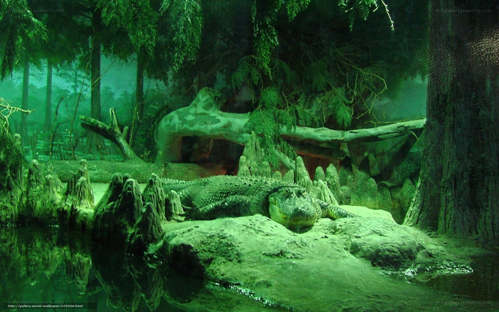 Alligator in swamp exhibit
