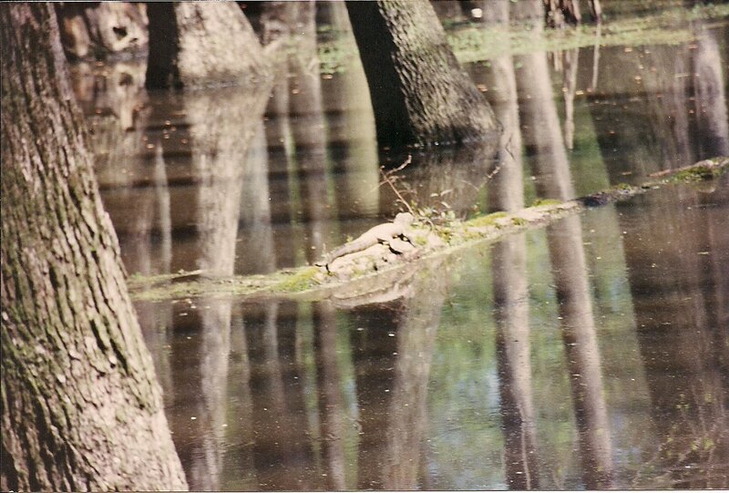 Alligator in Swamp
