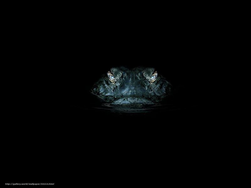 Alligator in the dark