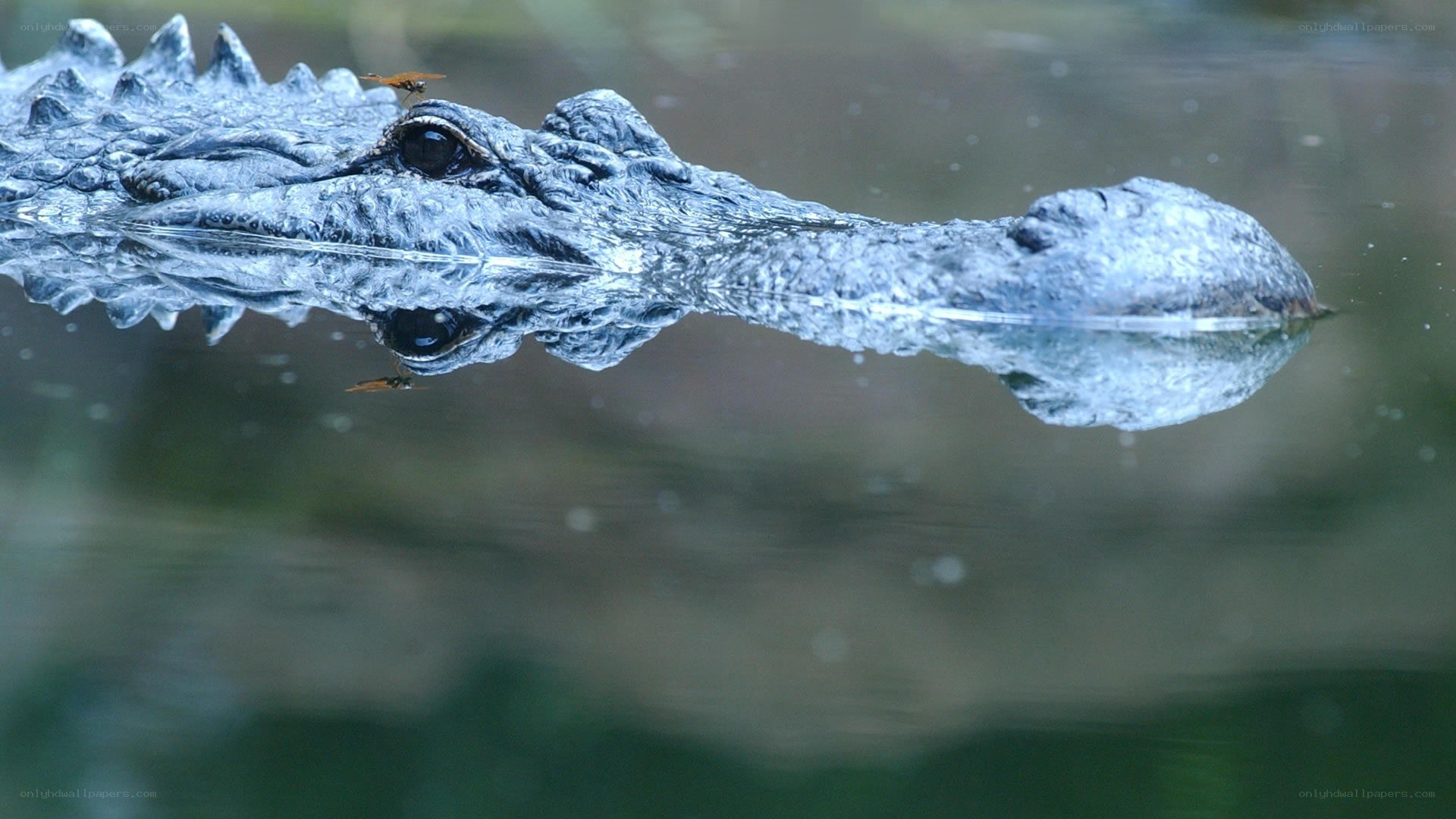 Alligator in the water