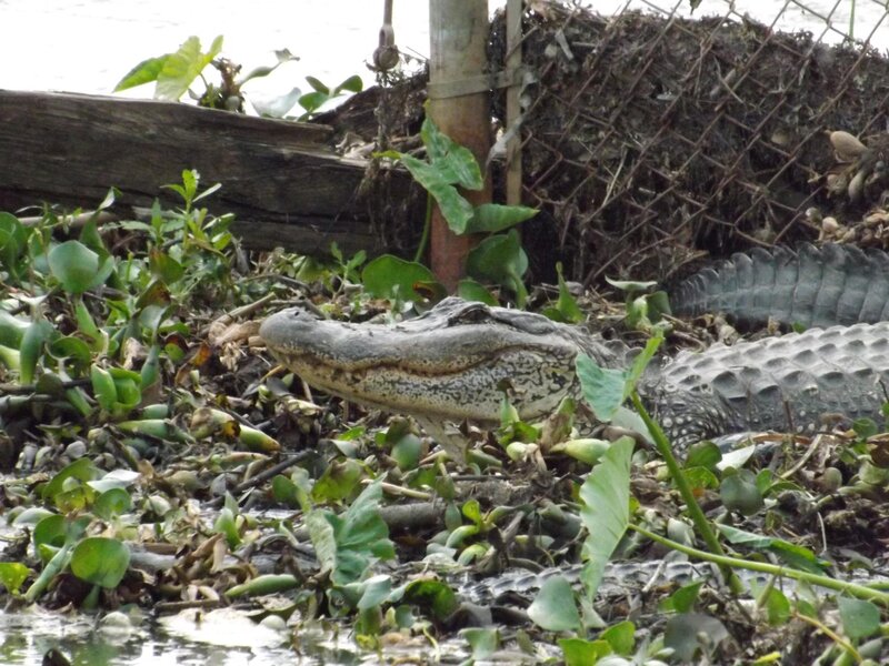 Alligator in Vegetation