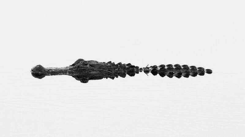 Alligator in Water — Black, Minimalist