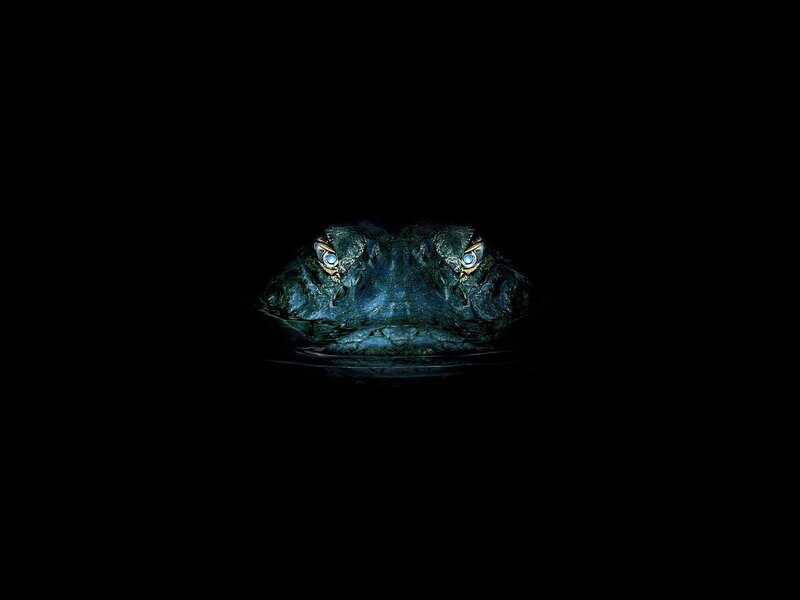 Alligator in Water — Black
