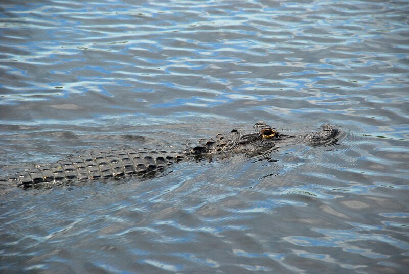 Alligator in Water — Blue, Calm, Afternoon