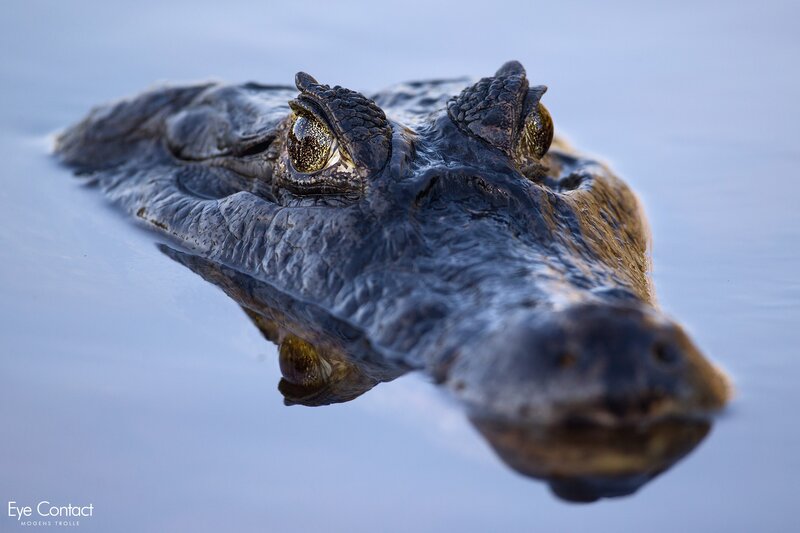 Alligator in Water — Blue, Dramatic, Photograph