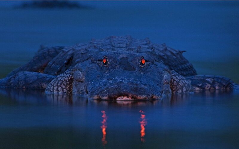 Alligator in Water — Blue, Dramatic
