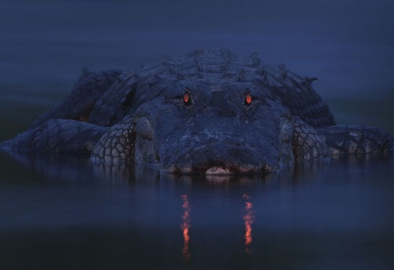 Alligator in Water — Blue