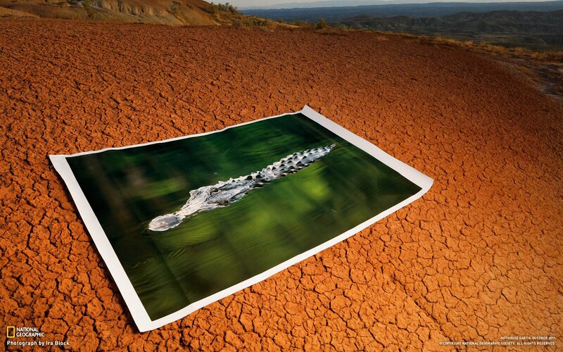 Alligator in Water — Brown, Dramatic