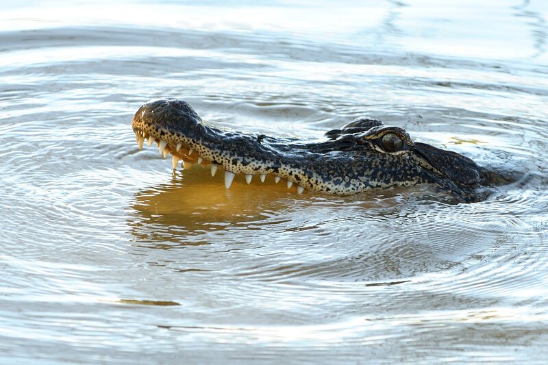 Alligator in Water — Brown