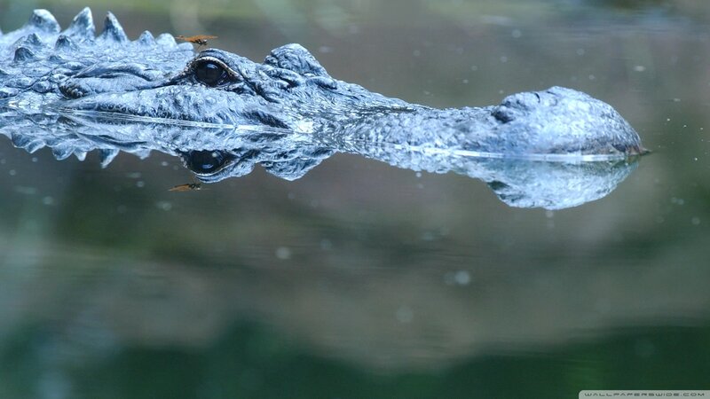 Alligator in Water — Gray, Calm, Photograph