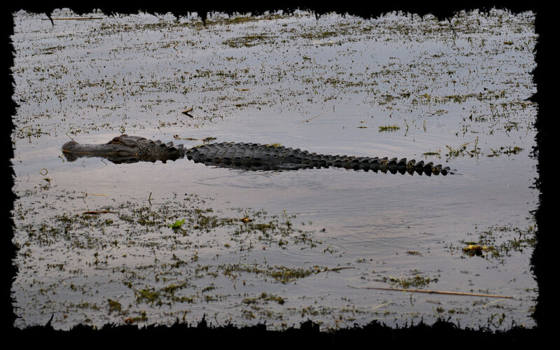 Alligator in Water — Gray, Calm