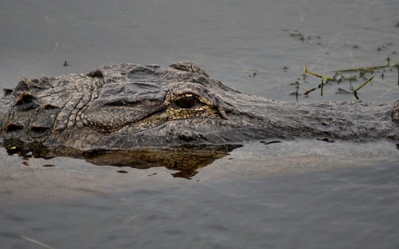 Alligator in Water — Gray
