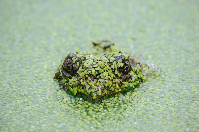 Alligator in Water — Green, Calm