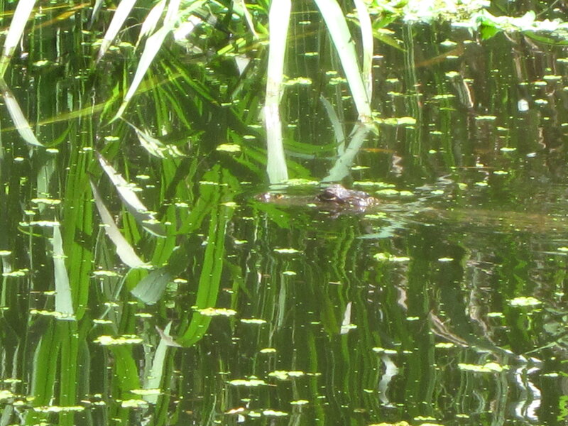 Alligator in Water — Green, Natural