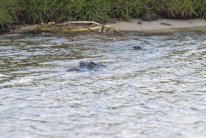 Alligator in Water — Green