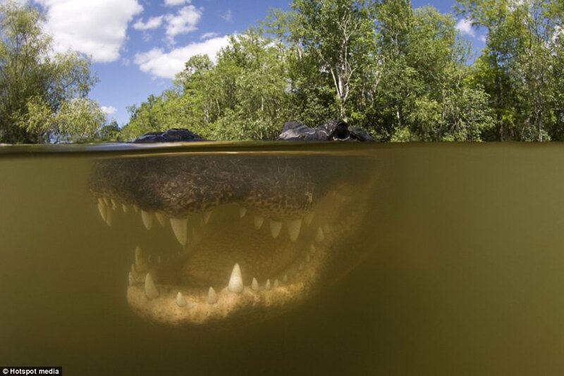 Alligator in Water