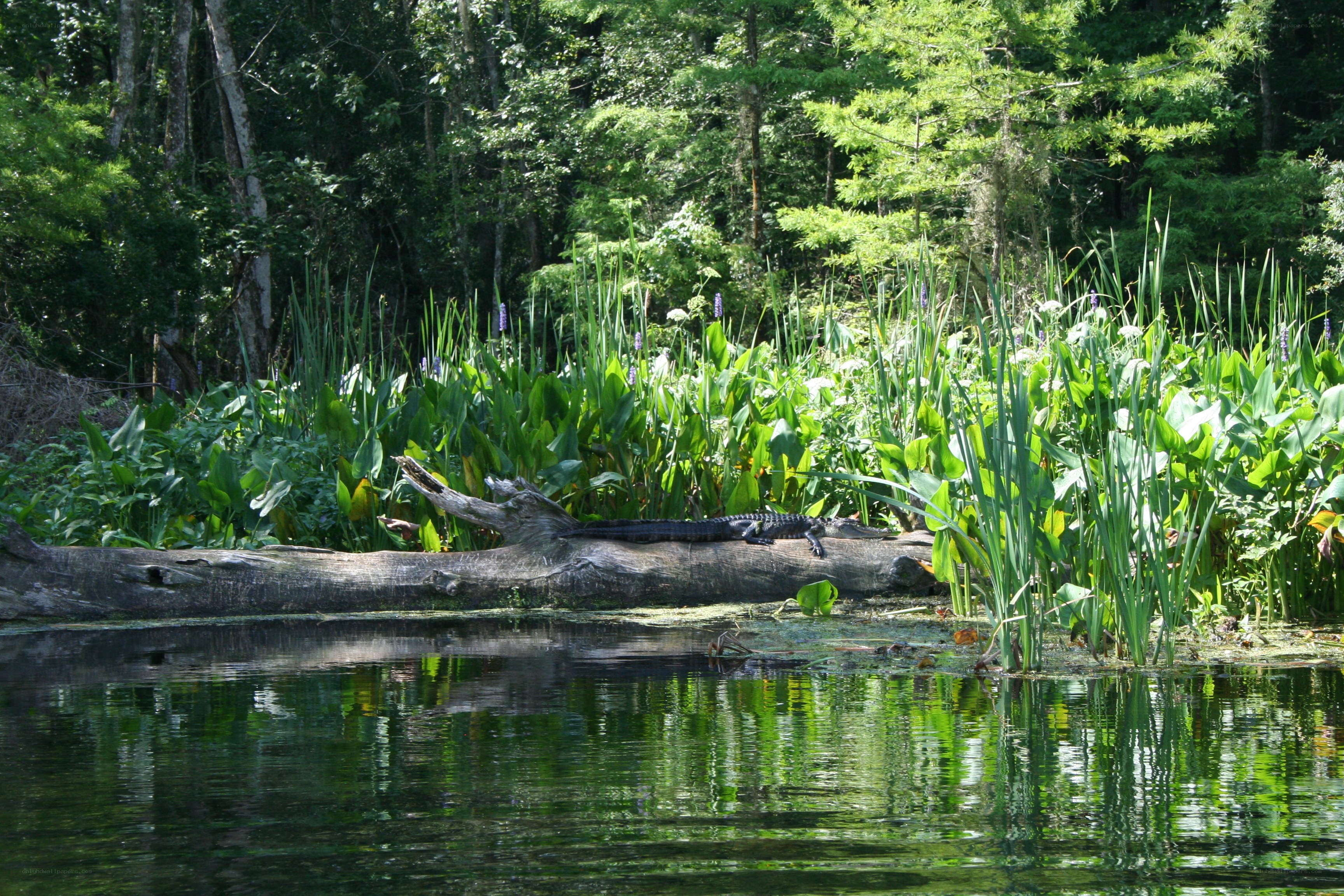 Alligator on a log in swamp