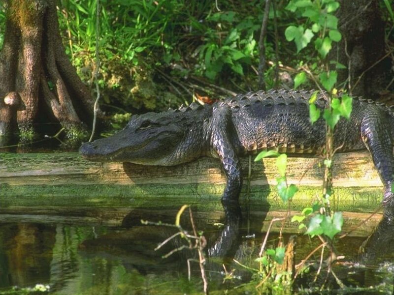 Alligator on a log in swamp