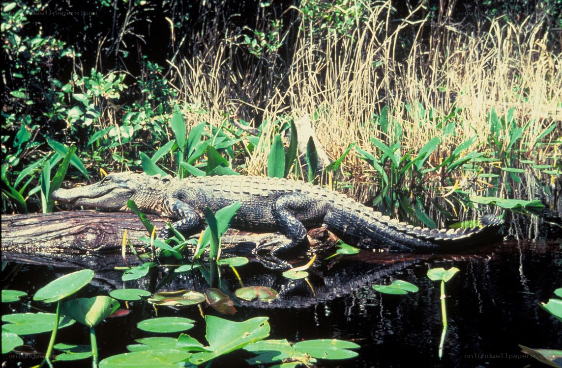 Alligator on a log in swamp