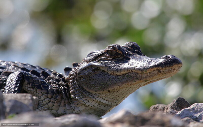 Alligator on a rock