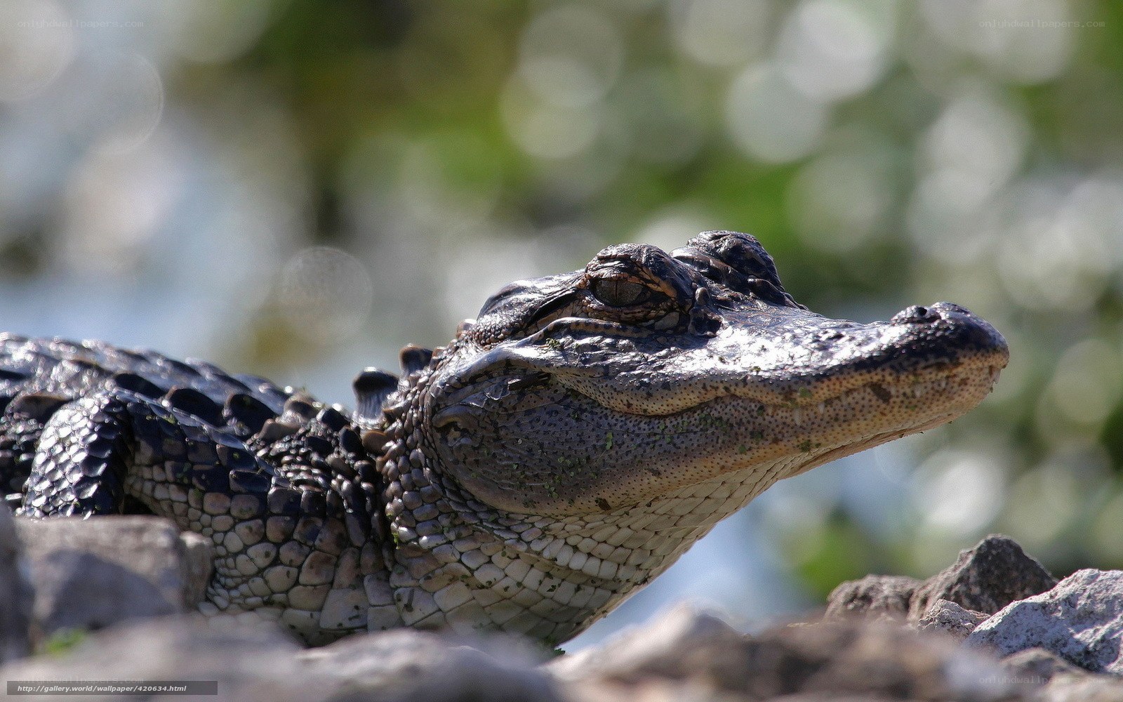 Alligator on a rock