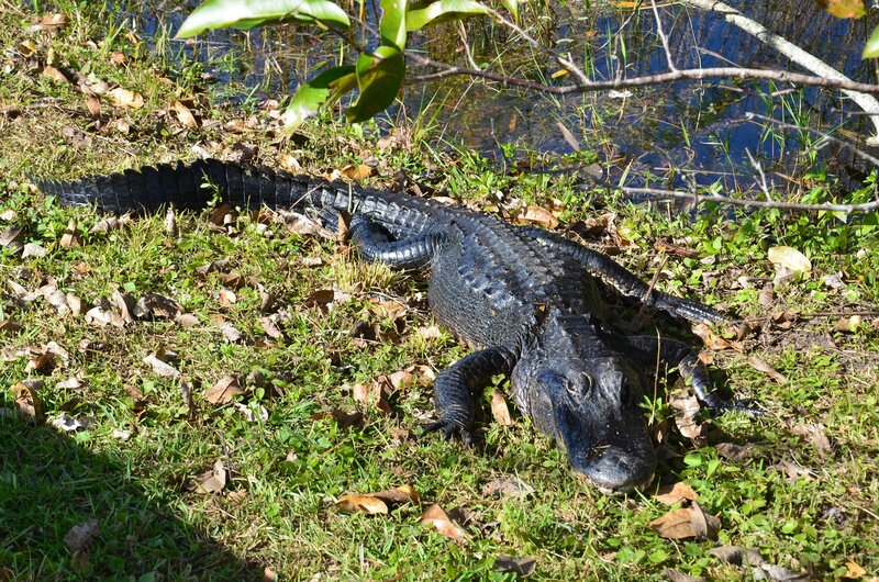 Alligator on Grass — Green