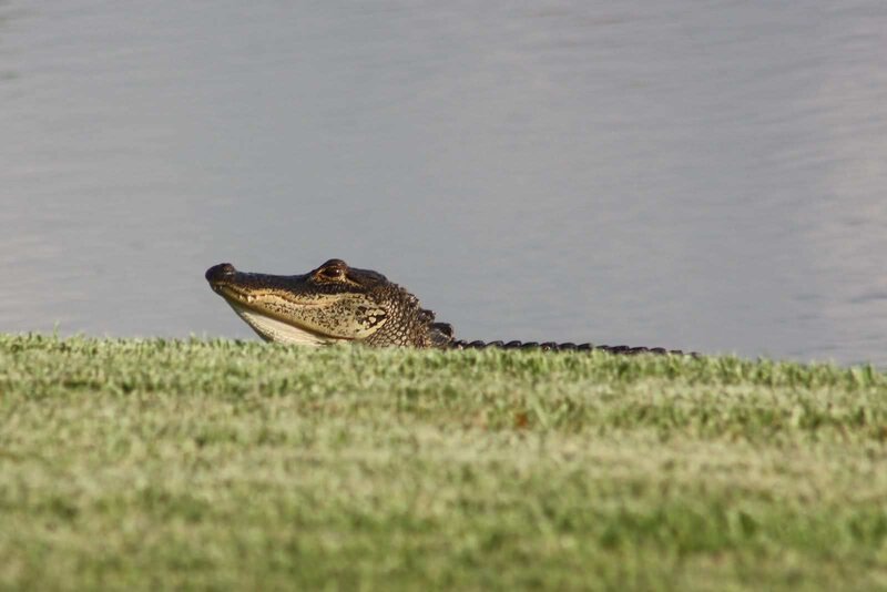 Alligator on Grass